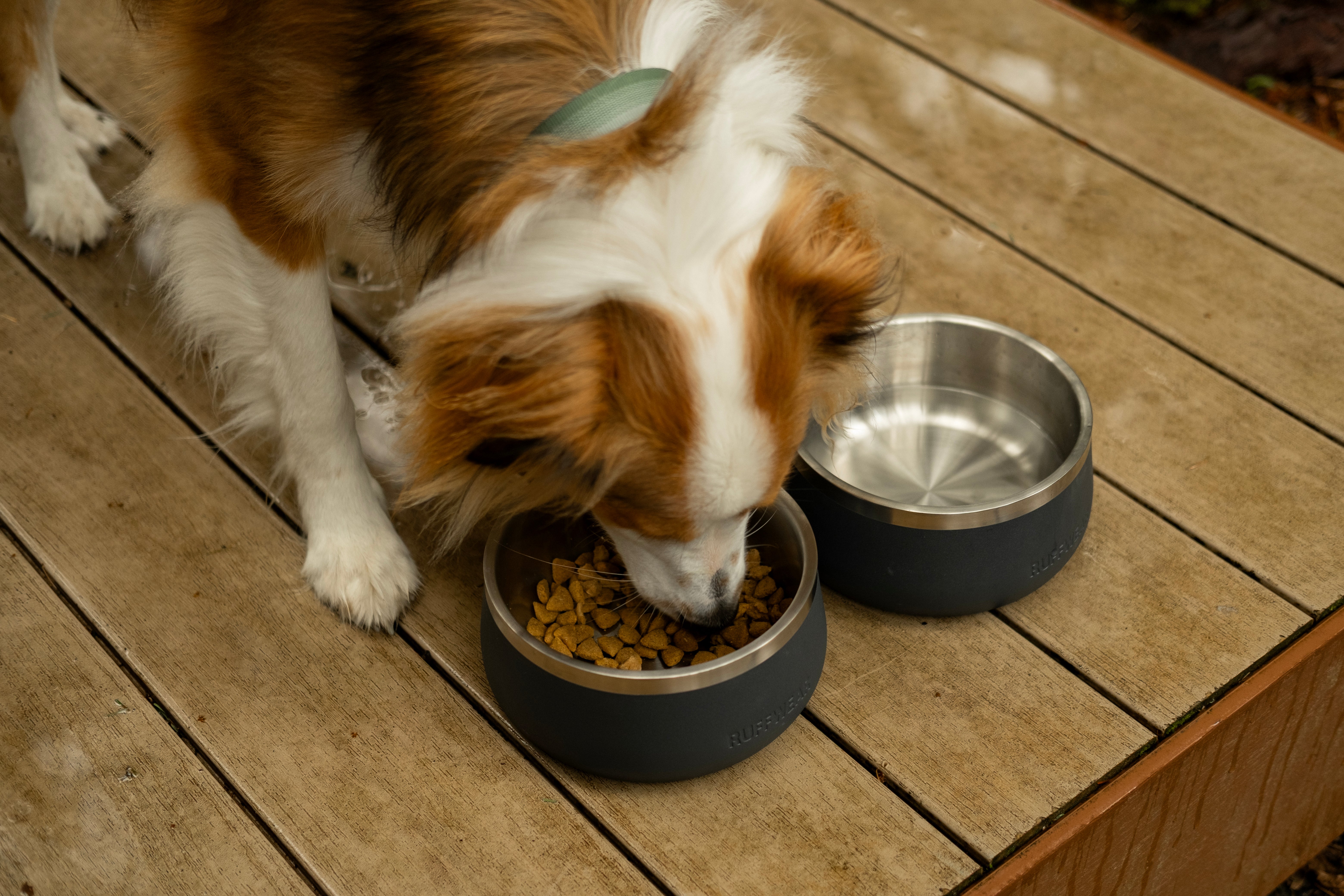 A cute dog enjoys his meal with the Base Camp™ Bowl.