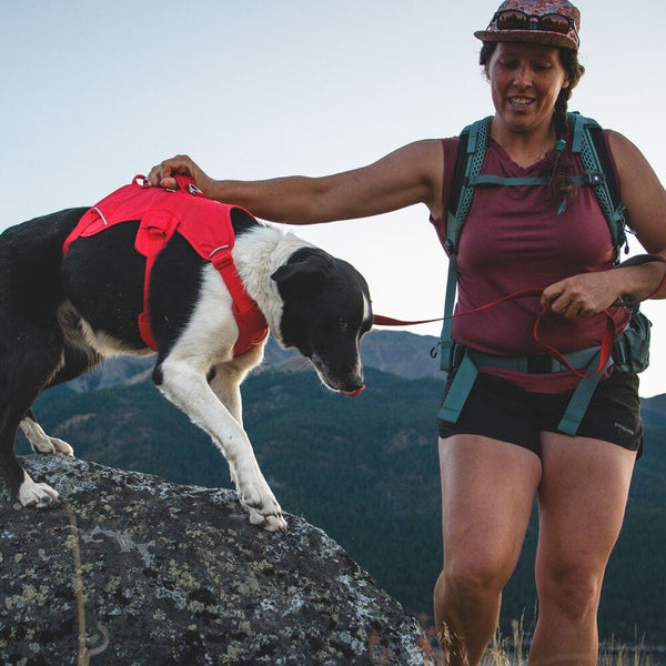A woman helps her senior dog up a rock with the Webmaster