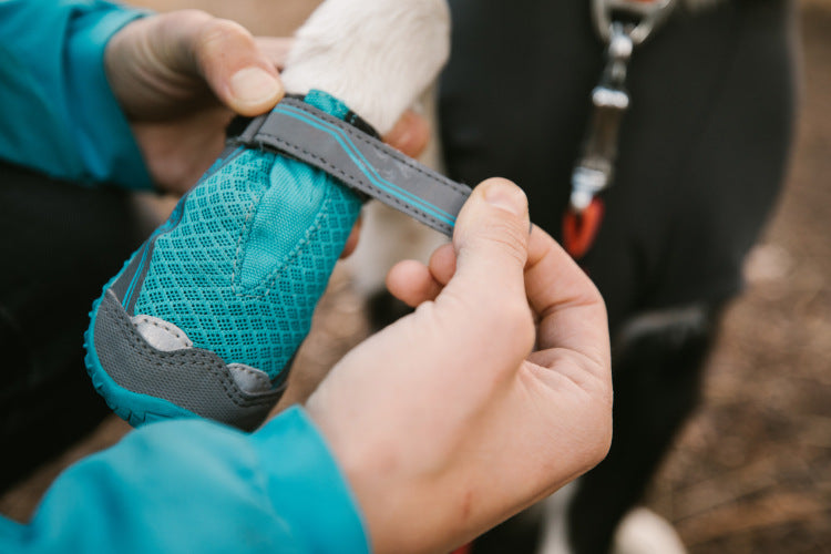 Human cinches down top of grip trex dog shoe.