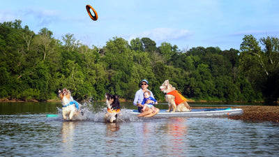 A woman sits on a paddleboard with her baby and throws a toy for her dogs. 