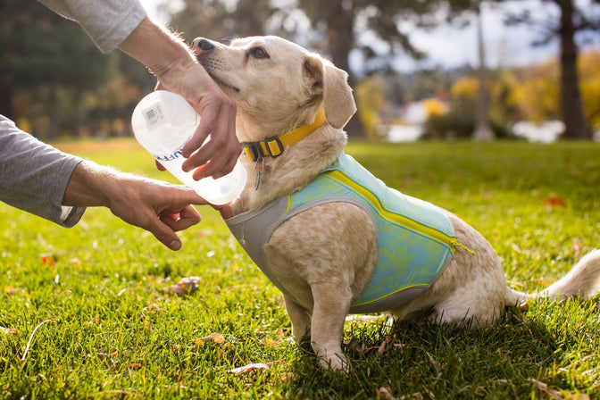 Human “Recharges” swamp cooler zip  on small dog by pouring water on its chest.