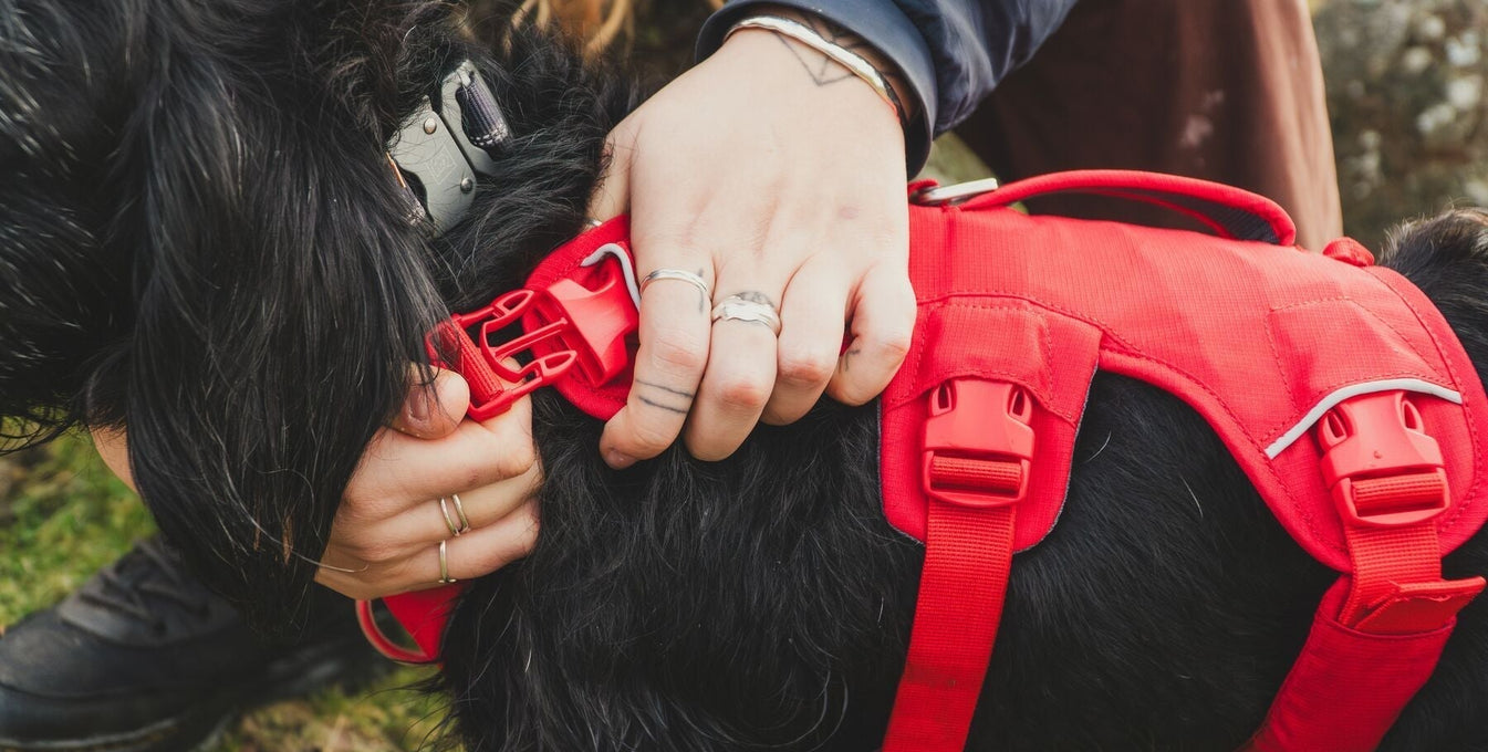 A woman clips a new Web master on her dog