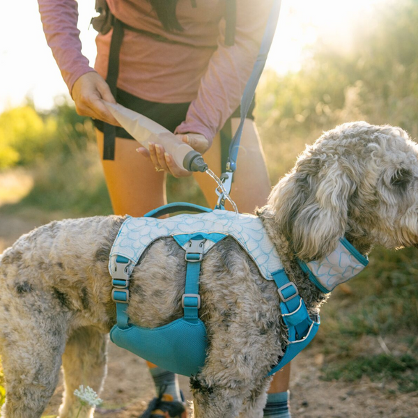 Woman pouring water onto dog's Swamp Cooler™ Harness.