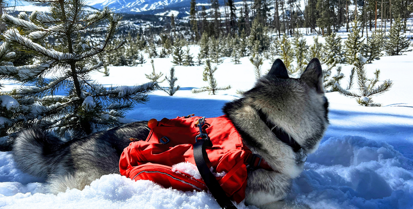 Loba, a malamute-husky mix, on a backpacking trip.